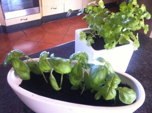 Basil and Parsley Plants